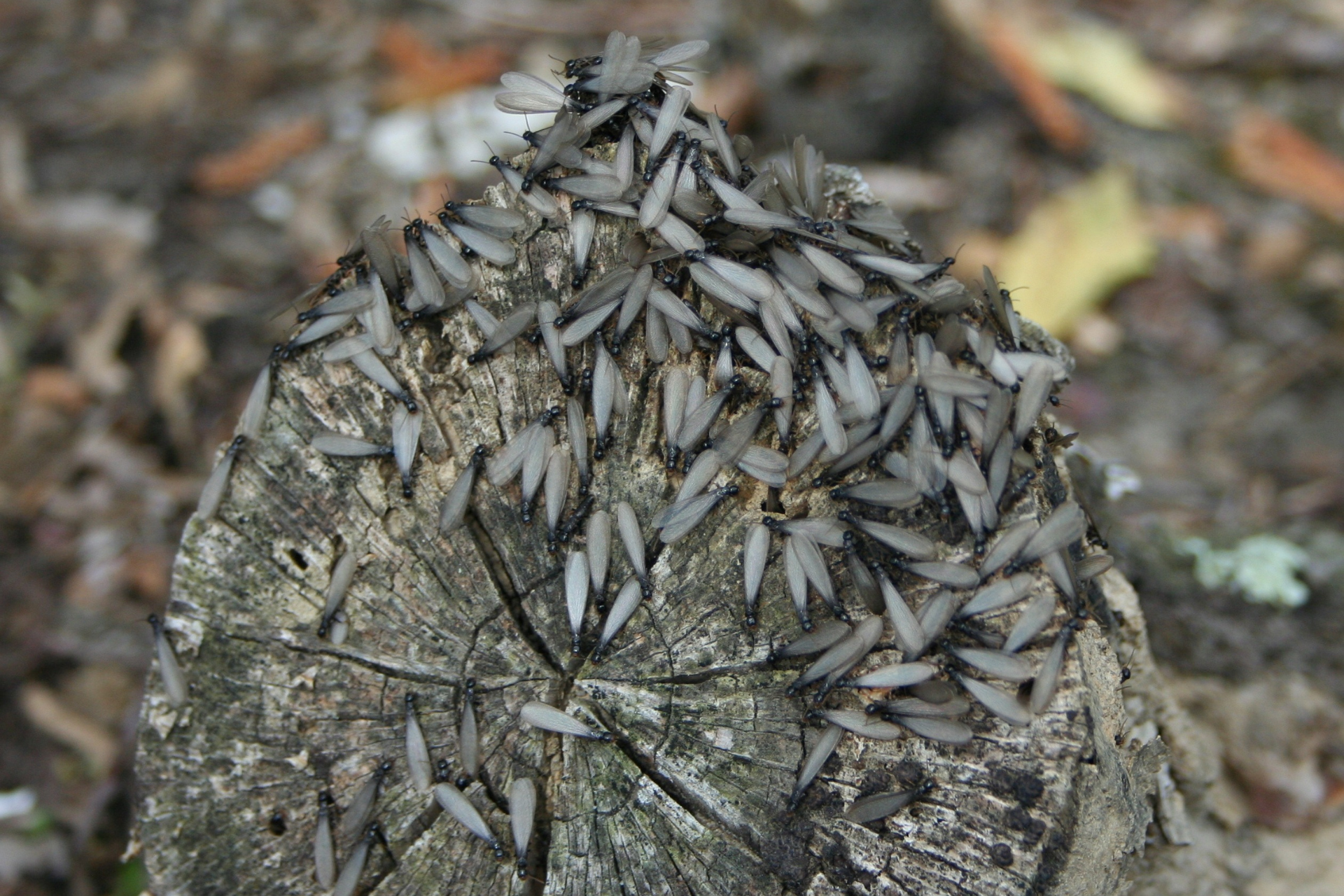A bunch of termites are sitting on top of a tree stump.