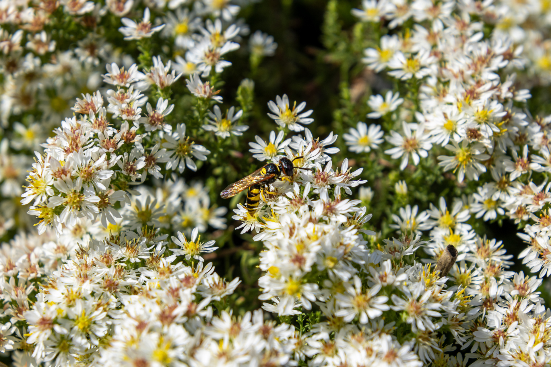 A close up of a bee sitting on a flower.