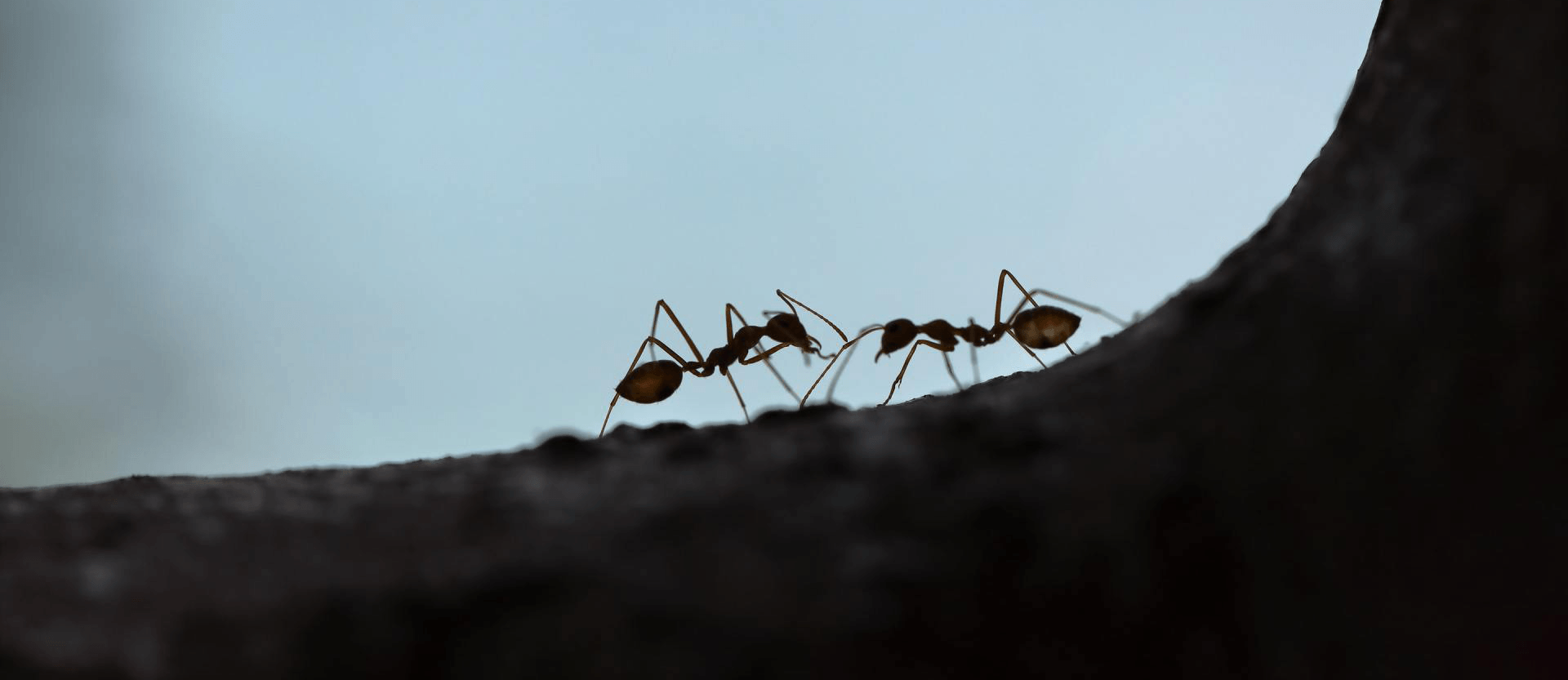 Ants-Are-Intelligent