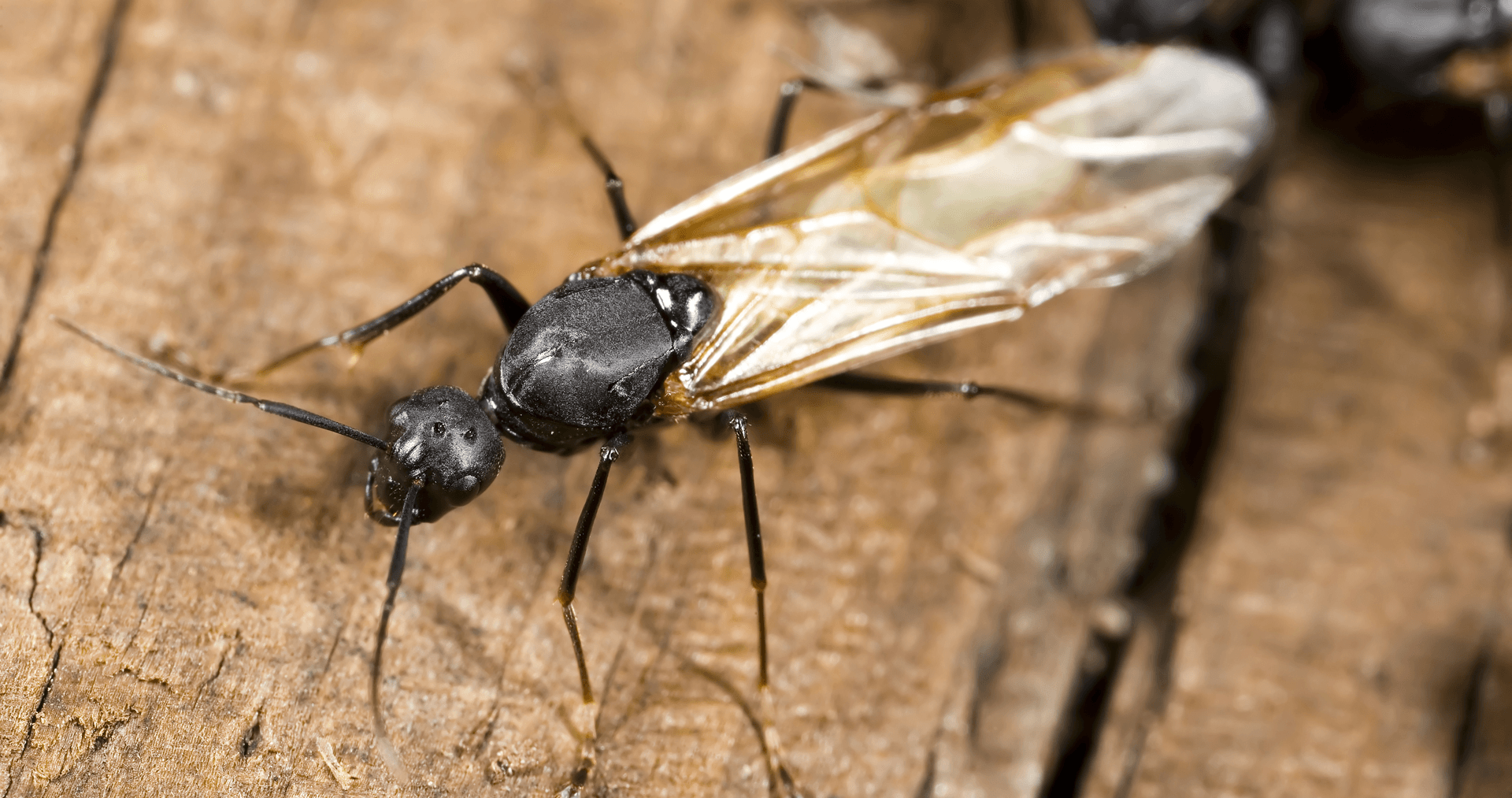 Big-Carpenter-Ant
