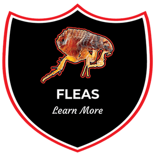 a shield with a picture of a flea on it and the words fleas learn more .