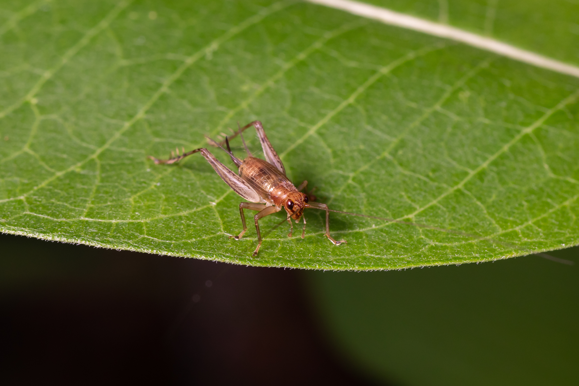 cricket-on-green-leaf