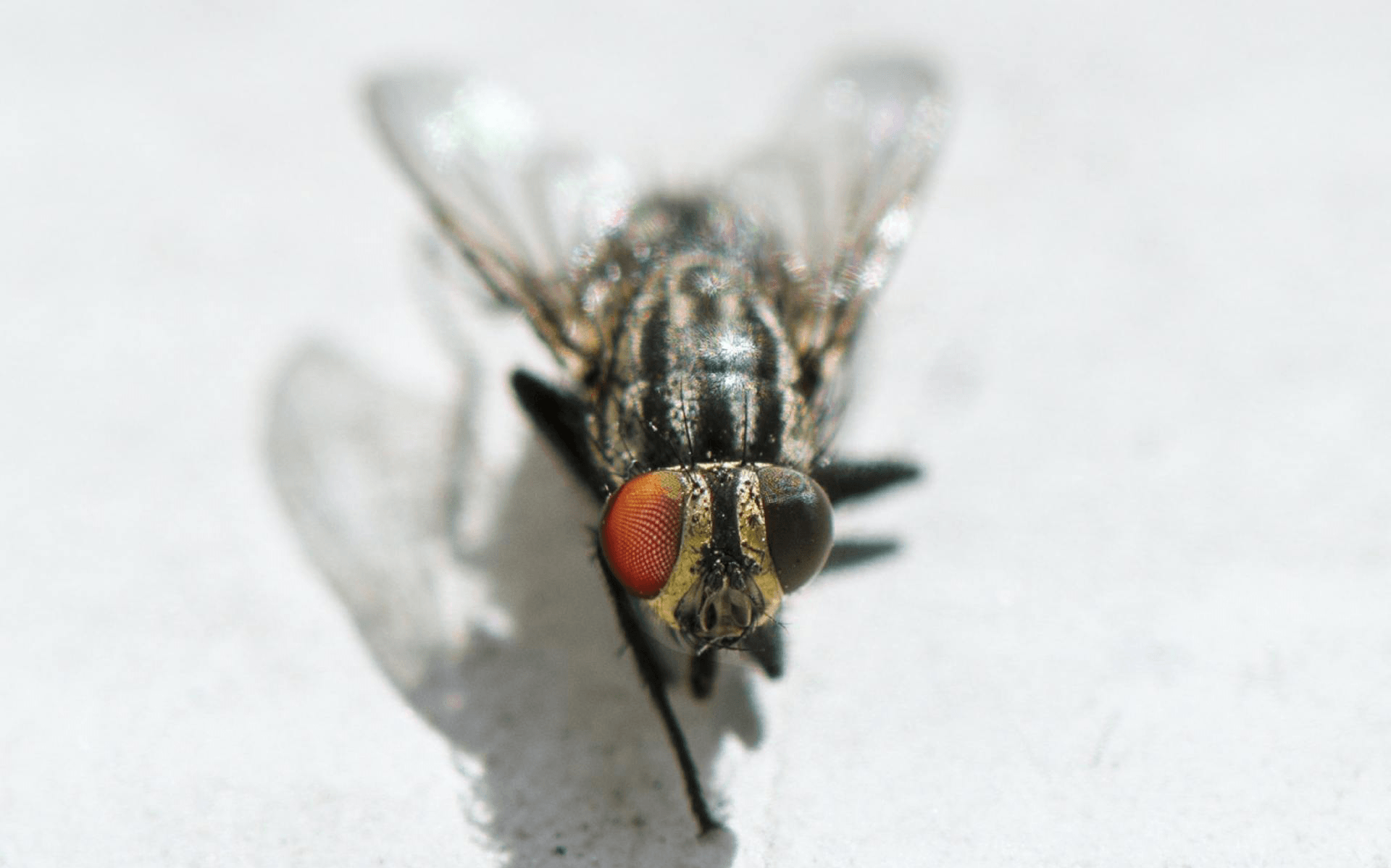 Flies-Are-Dangerous