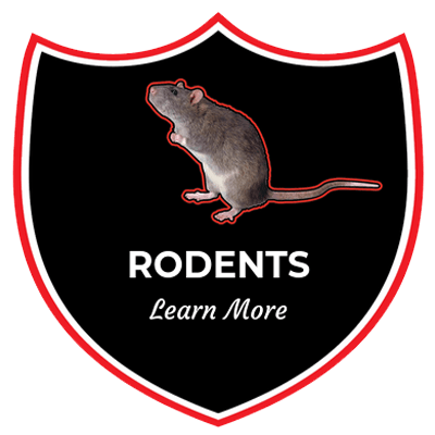 Rodent-Control-Charlotte