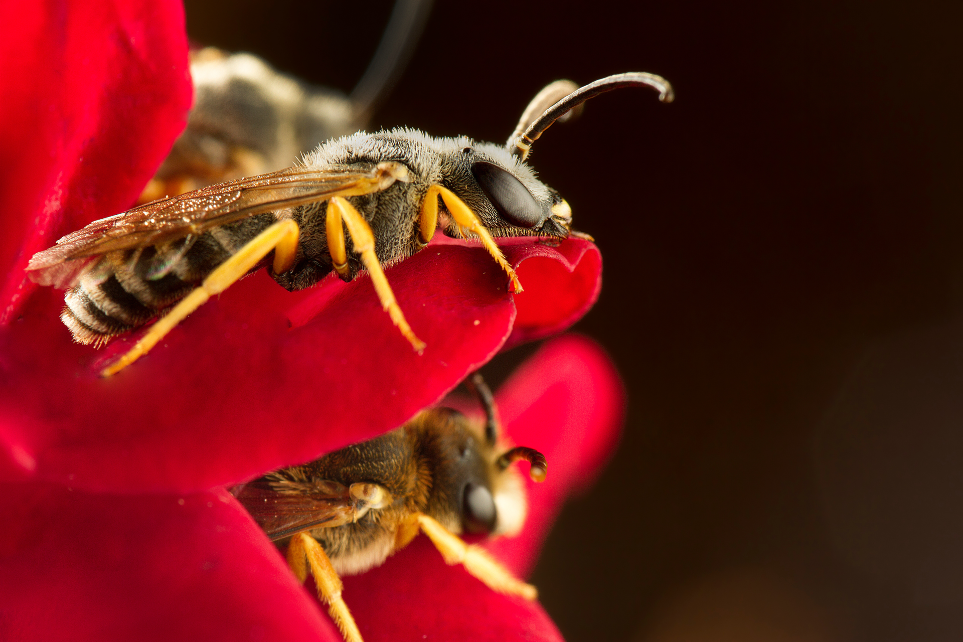 Bee-On-Flower
