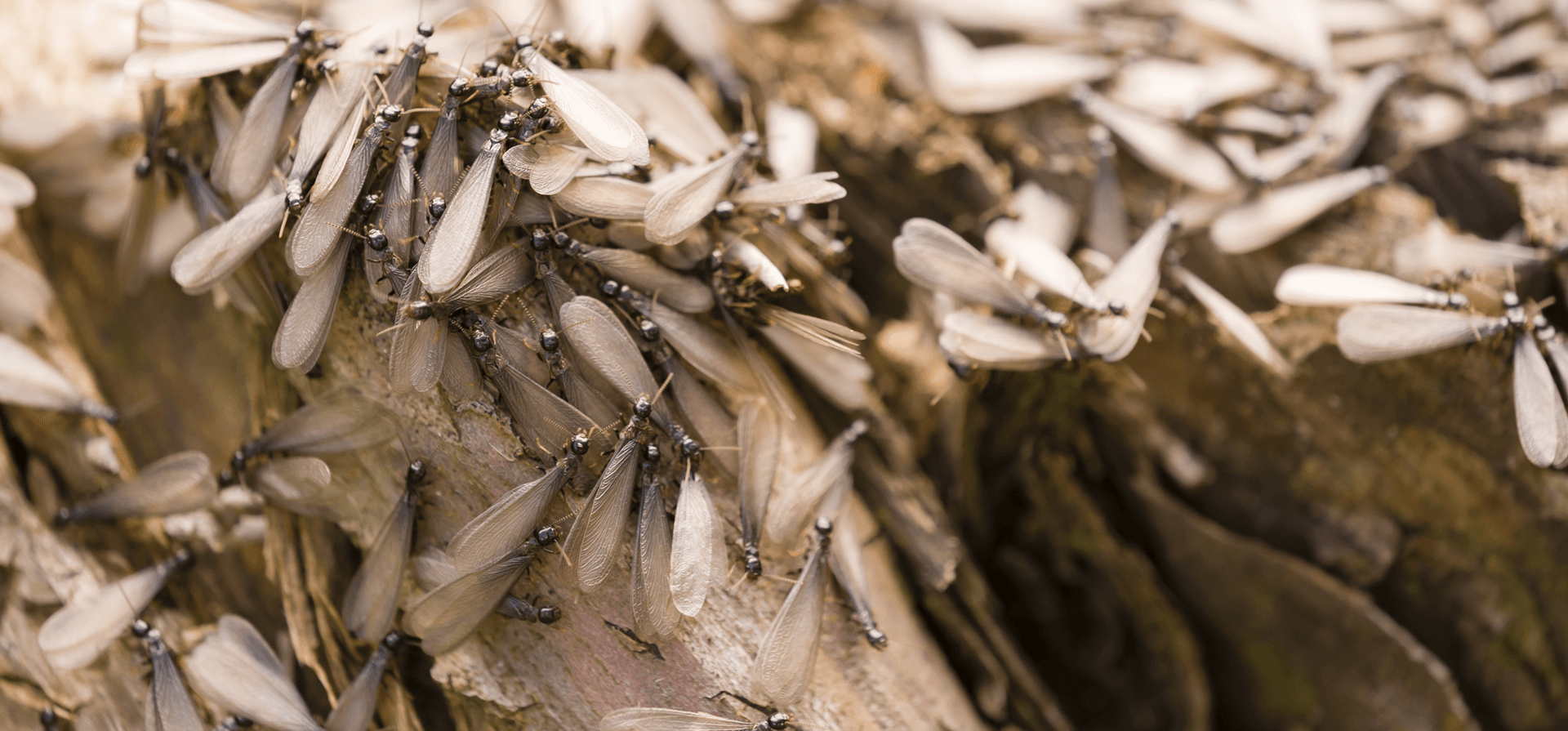 Termite-Swarm