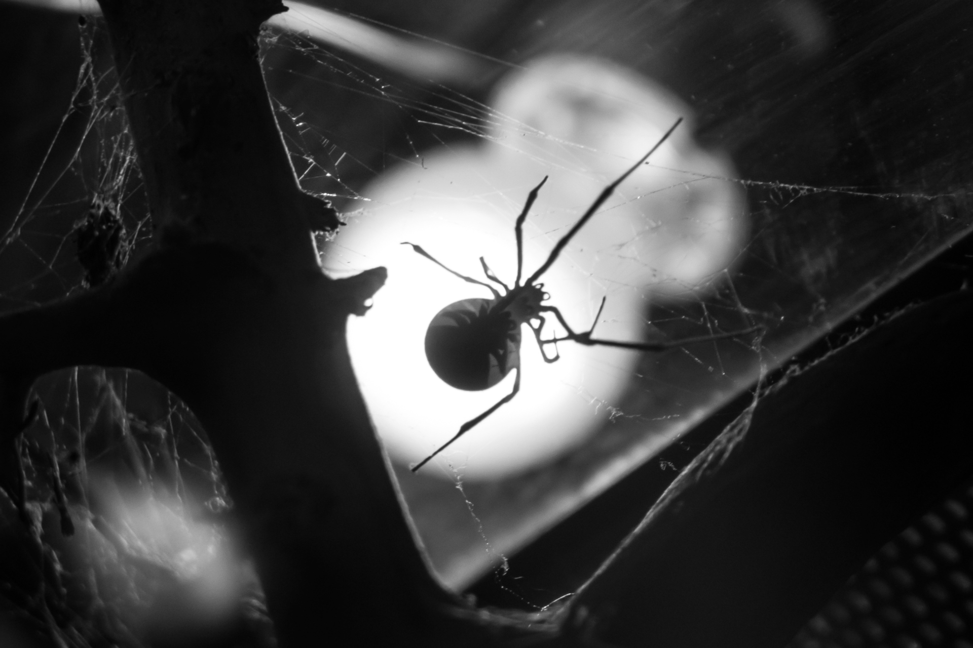 A black and white photo of a spider on a web