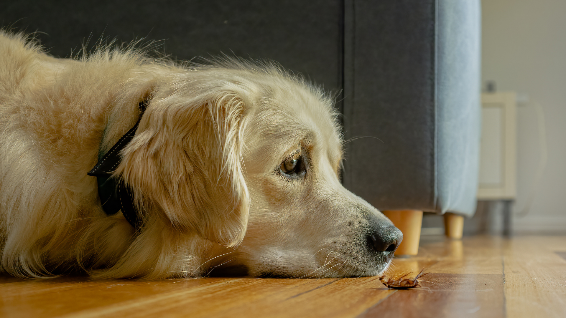 Golden retriever lying on a wood floor, looking forlornly at a small treat, near a couch.