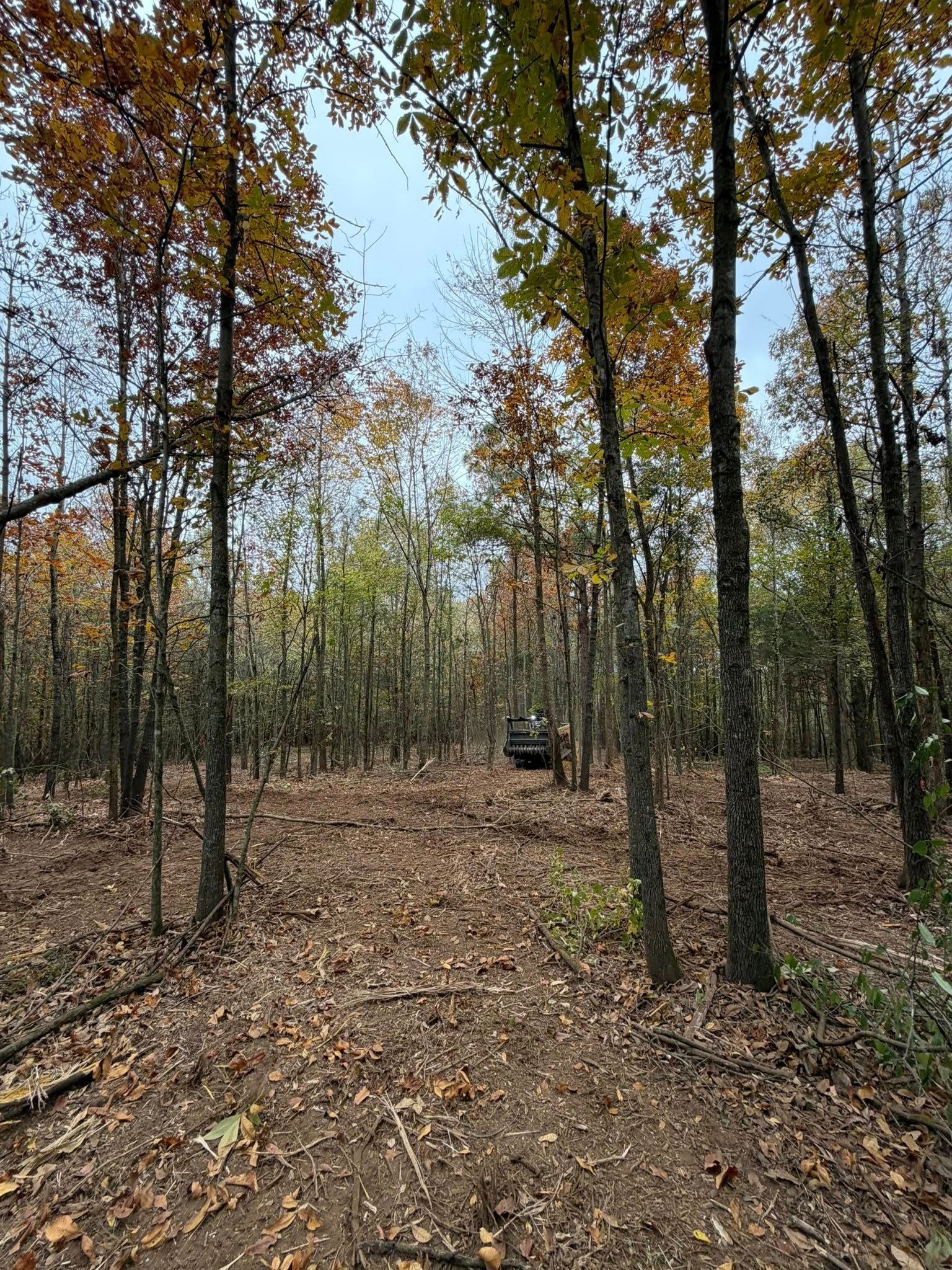 Forest trail with trees, fall leaves, and a blurred figure in the distance.