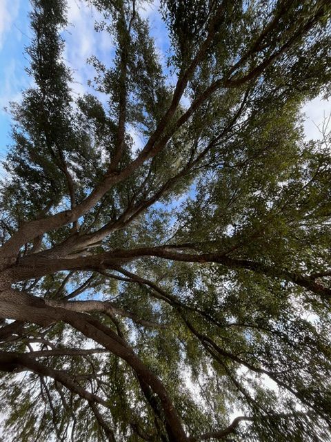 Looking up at a tree with lots of branches and leaves