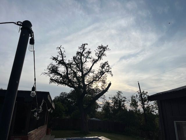 A tree is silhouetted against a cloudy sky with a light hanging from a pole.
