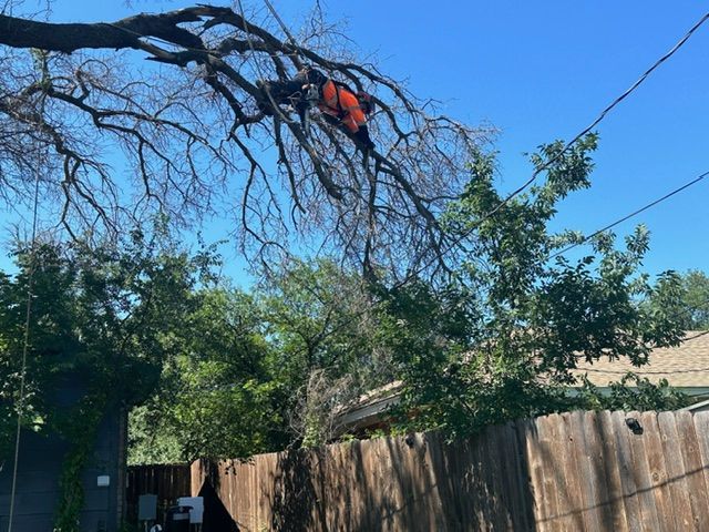 A man is climbing a tree next to a wooden fence.