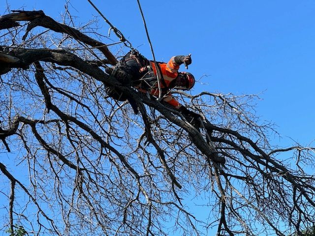 A man is climbing a tree with a chainsaw.