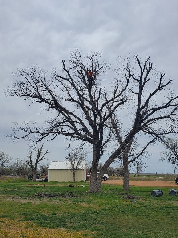 A man is climbing a tree in a field.