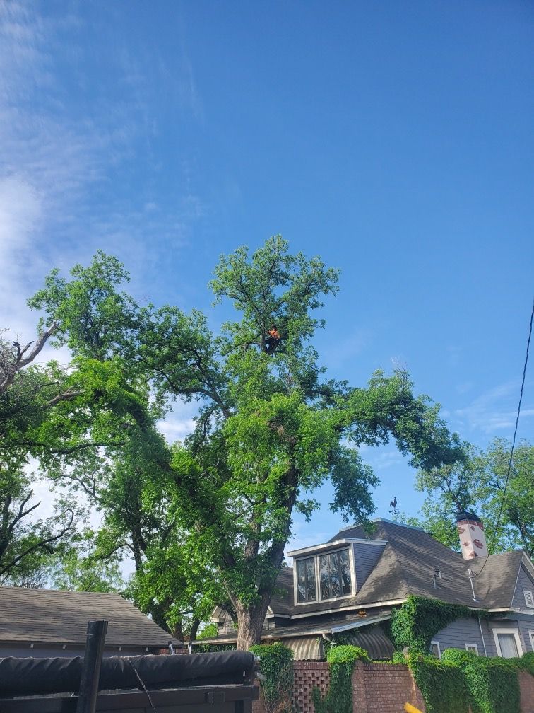 A man is climbing a tree in front of a house.