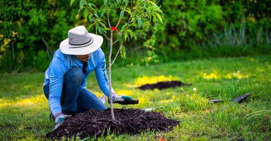 A woman is kneeling down to plant a tree in a yard.