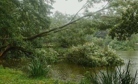 A tree is fallen into the water near a lake.