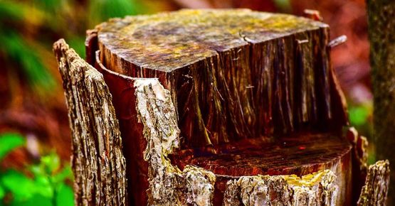 A close up of a tree stump in the woods.