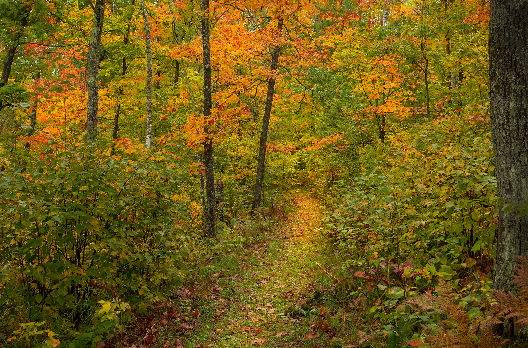 A path winds through a colorful autumn forest, with trees displaying vibrant yellow and orange leaves.