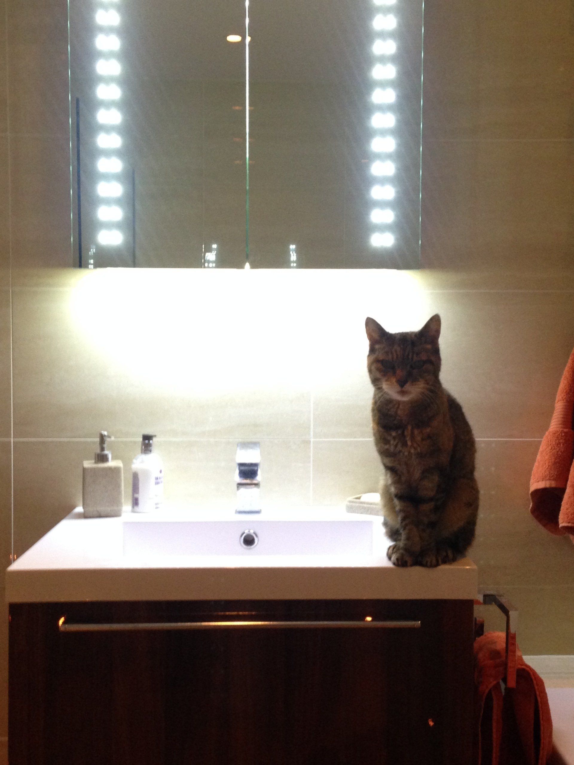 cat sitting on new floating sink