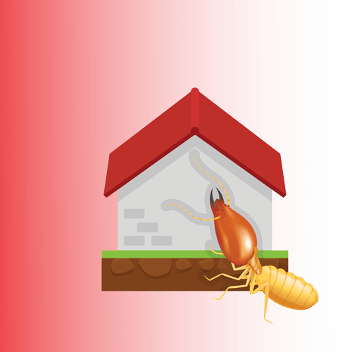 termite-Cartoon