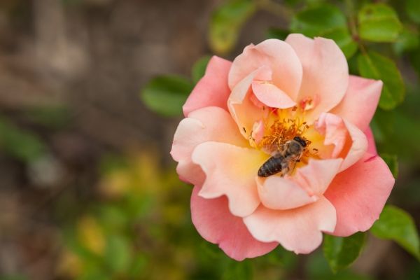 a close up of a pink rose with a bee on it .