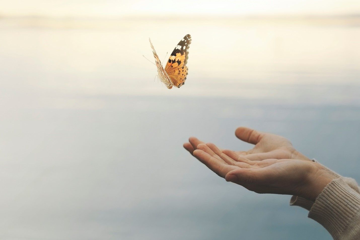 A person is holding a butterfly in their hand.