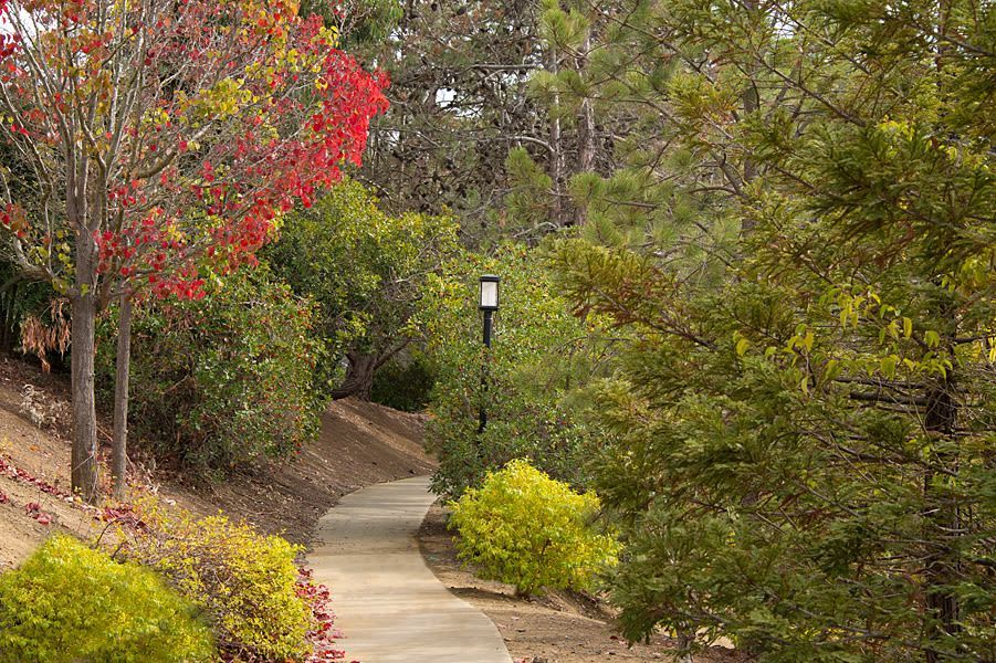 Curved concrete path winding through landscaped trees and bushes with a lamp post.