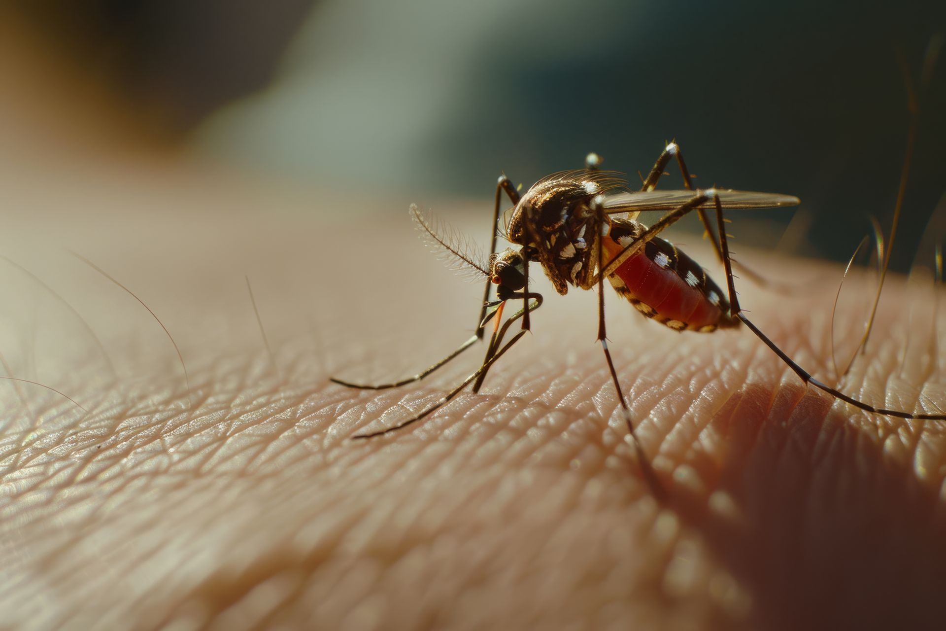 imagem mosquito