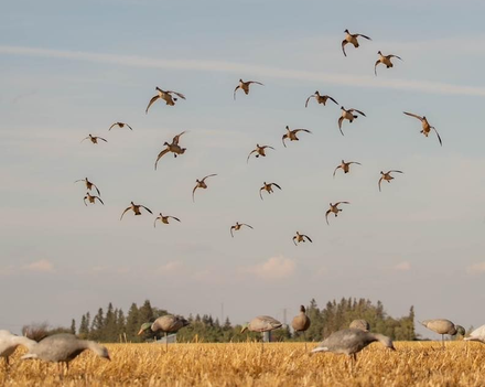 Duck hunting outfitter in Saskatchewan Canada