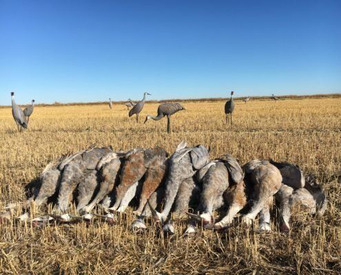 crane hunting outfitter Saskatchewan Canada