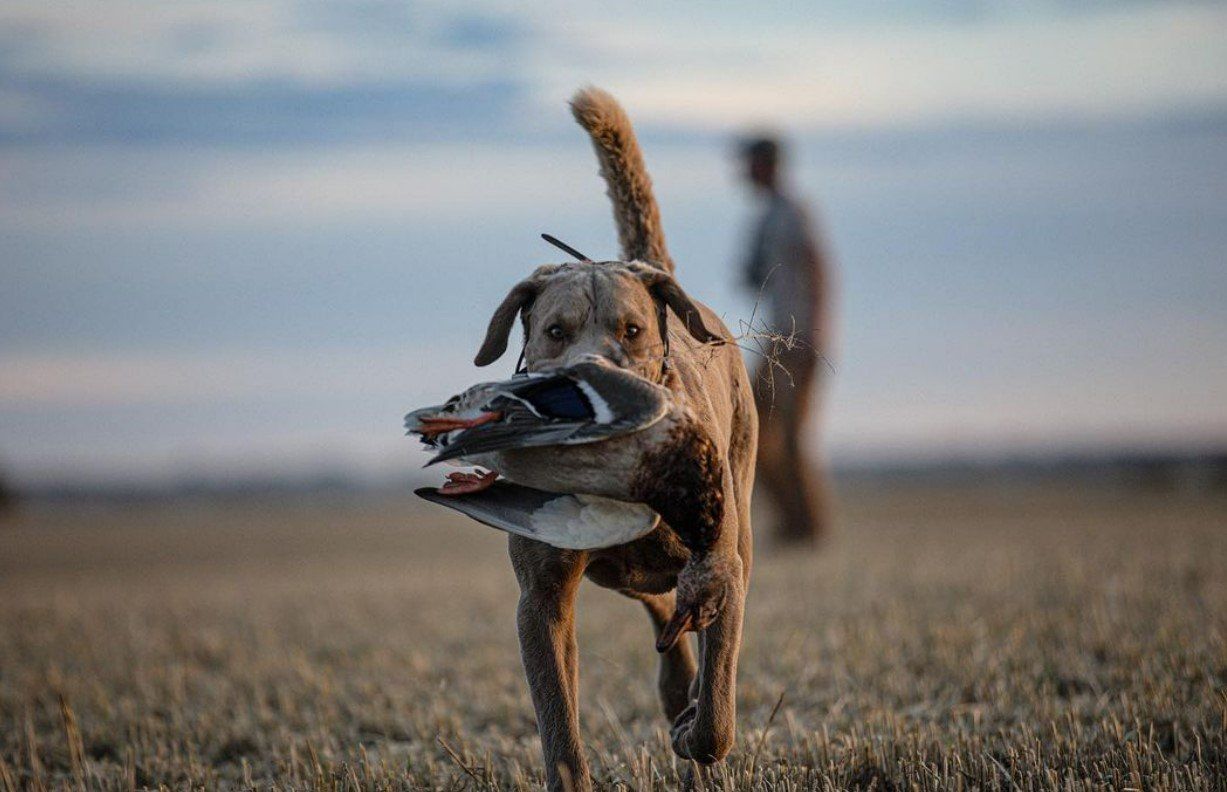 Duck hunts Saskatchewan