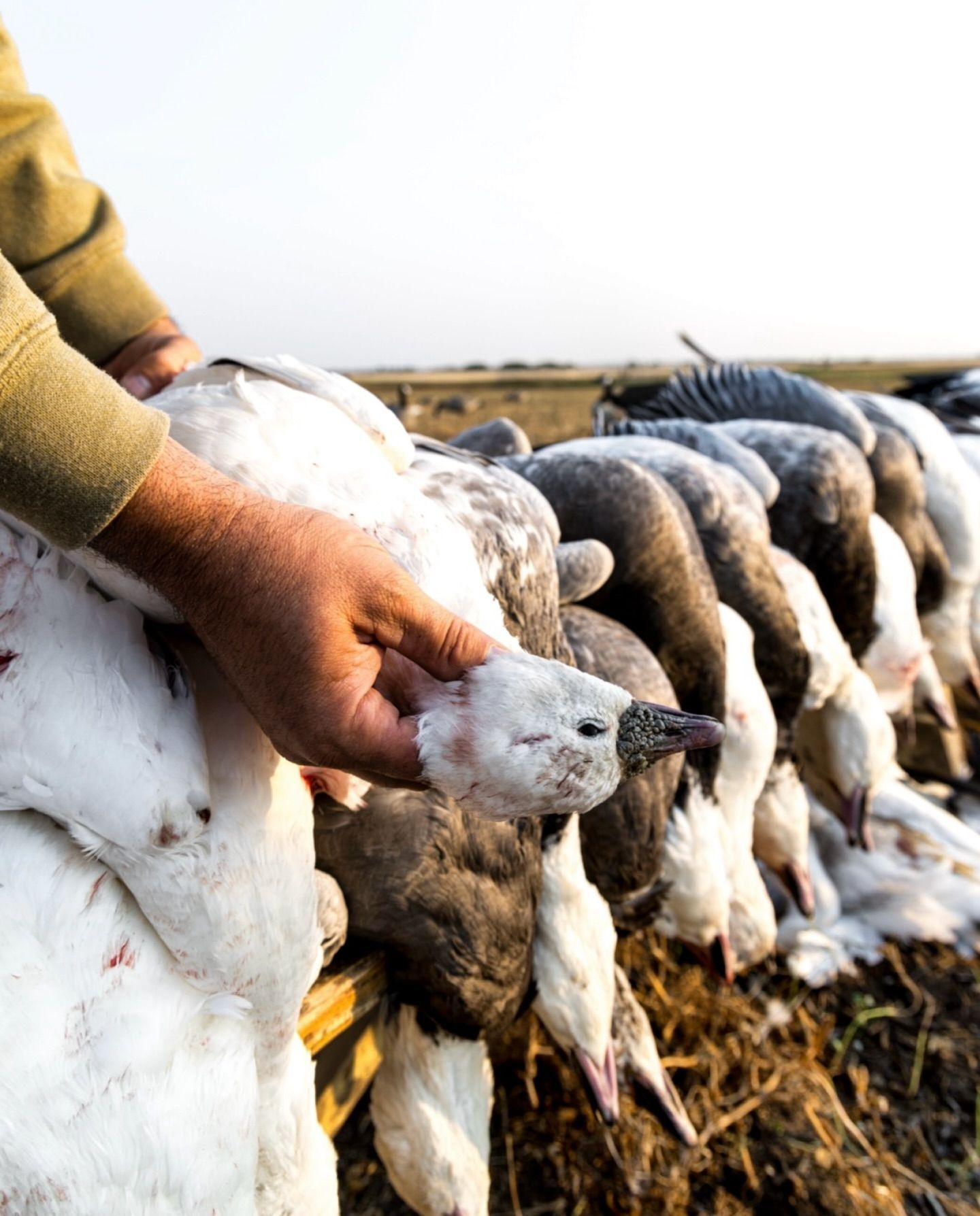 spring goose outfitter Saskatchewan Canada