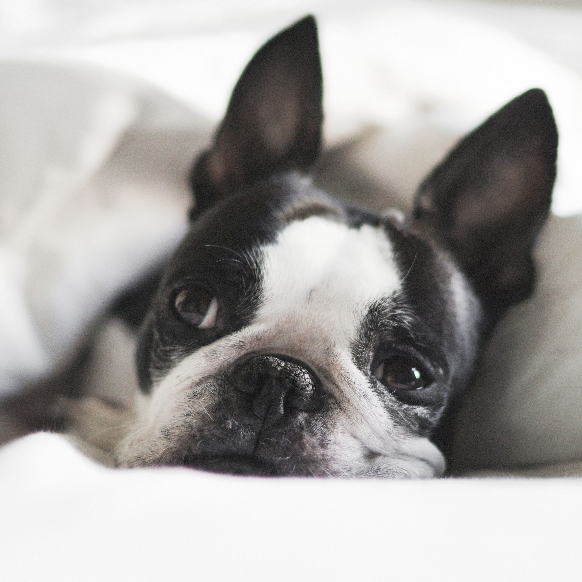 A black and white dog is laying down on a bed