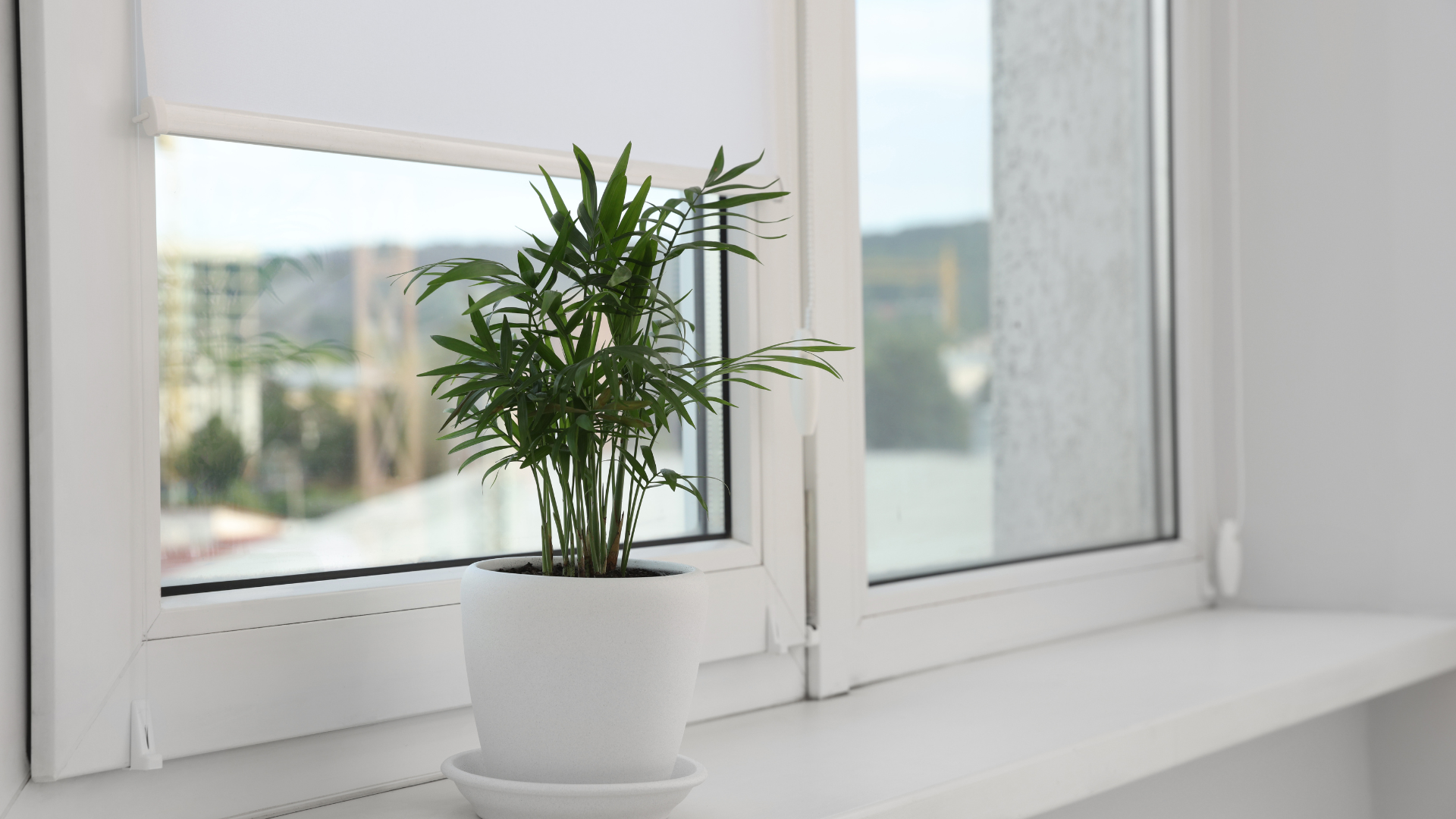 A potted plant is sitting on a window sill next to a window.