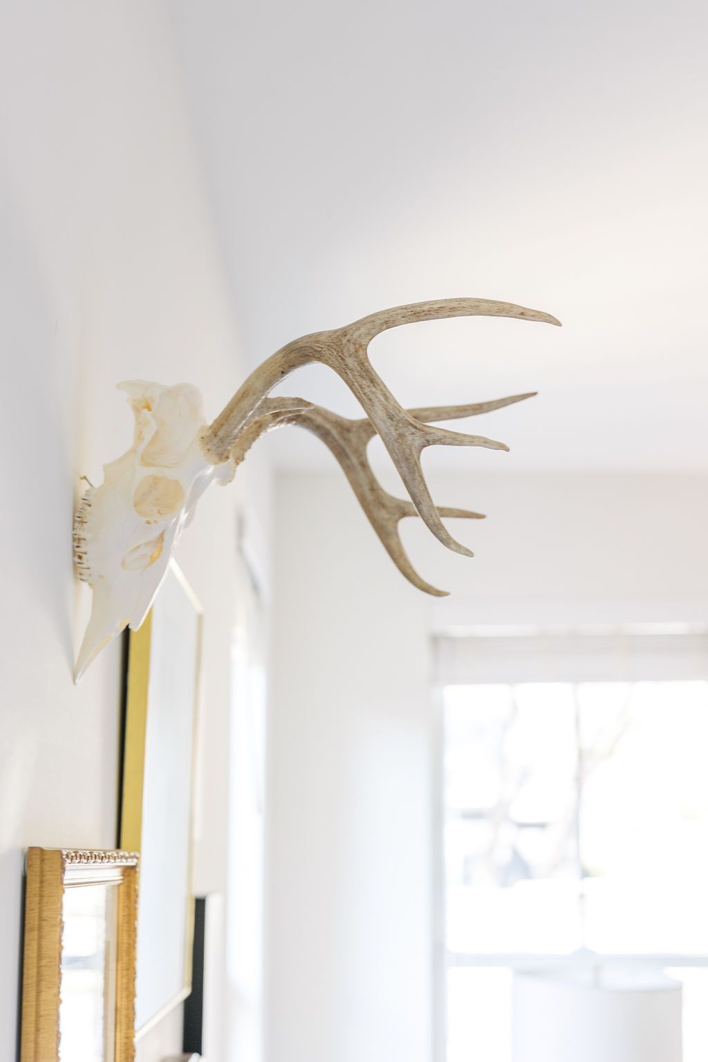 A deer antlers hanging on a white wall next to a mirror