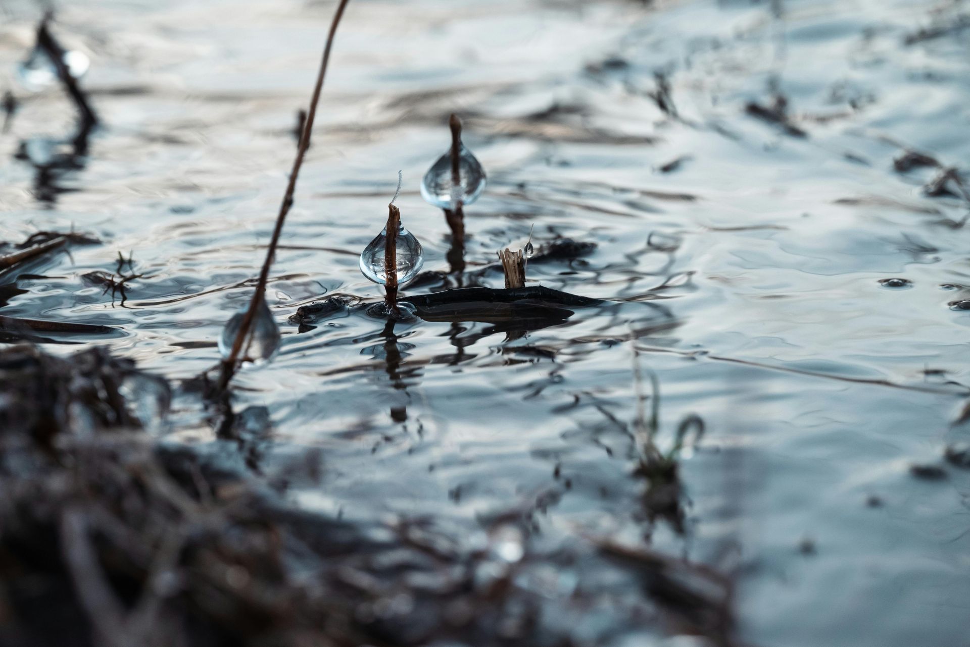 Stalks with icy droplets in shallow, reflective water. Overcast day with muted blue and brown tones.