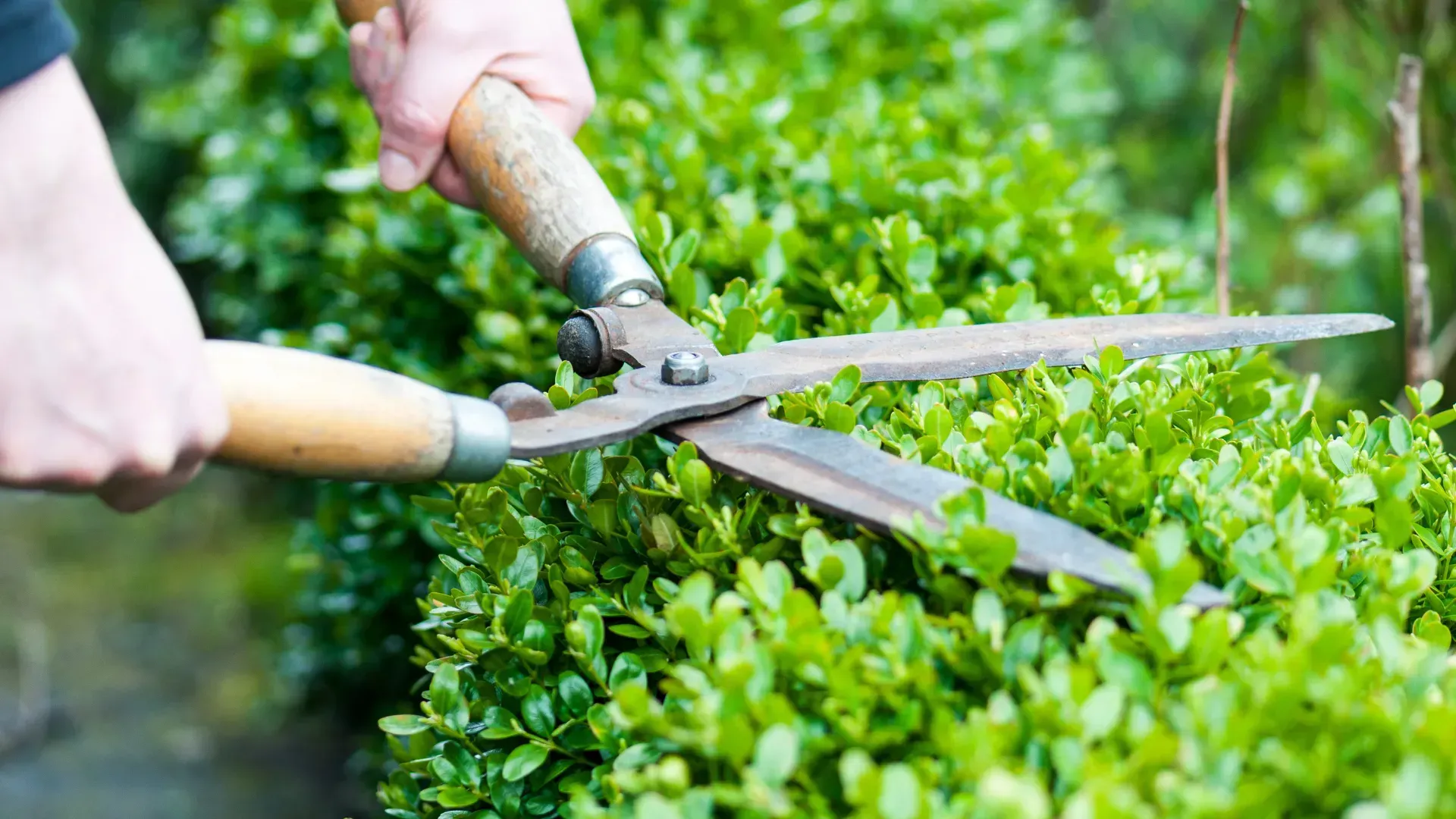 A person is cutting a bush with a pair of scissors.