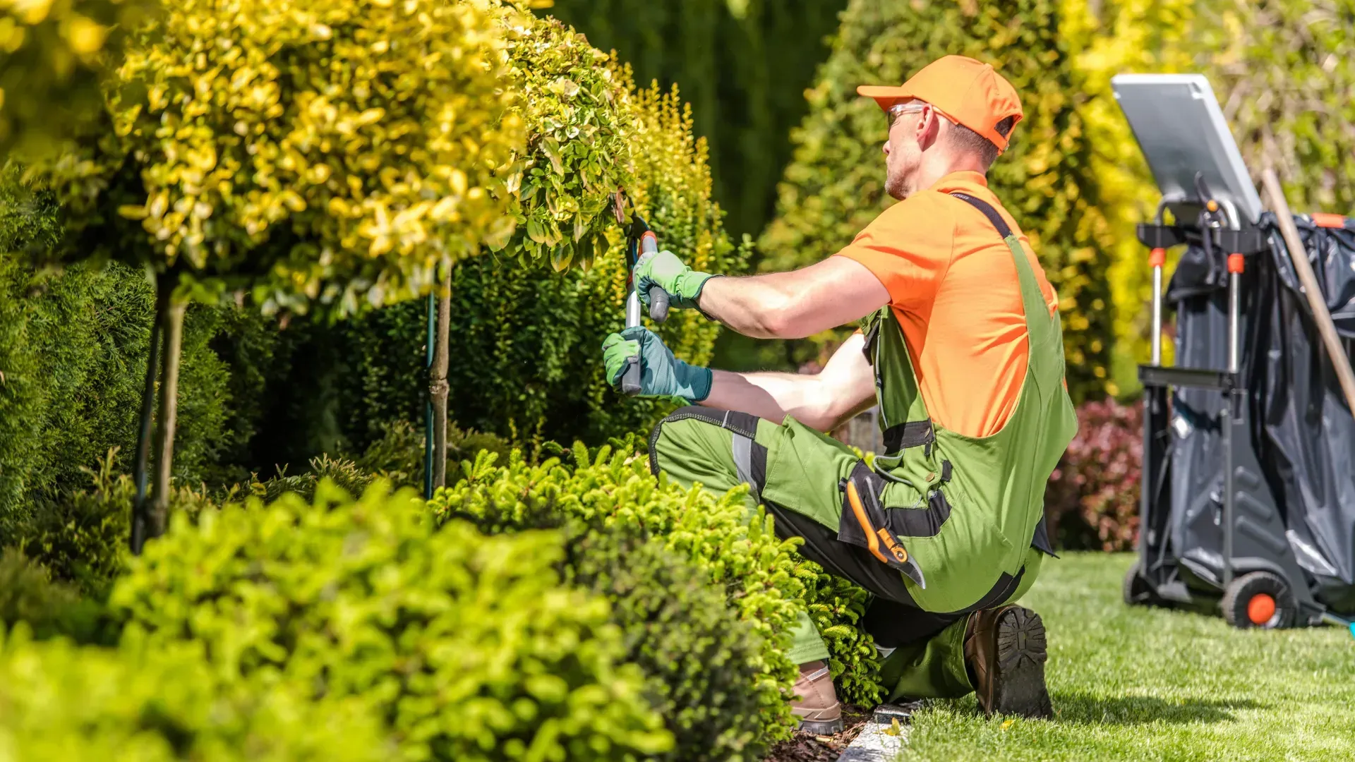 A man is kneeling down in a garden cutting a bush.