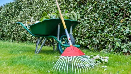 A wheelbarrow and rake are sitting on a lush green lawn.