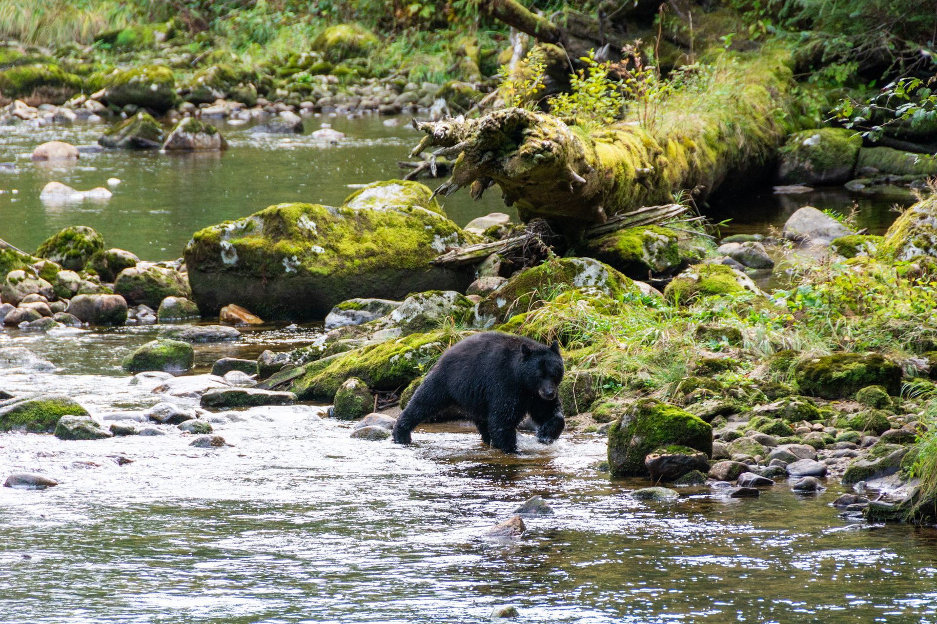 Black bear drinking from a rocky stream in a green forest