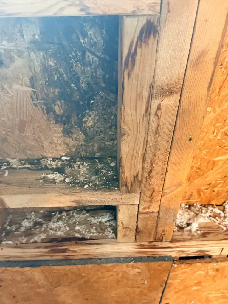 Wood framing with mold and water damage. Dark stains and white fungal growth present.