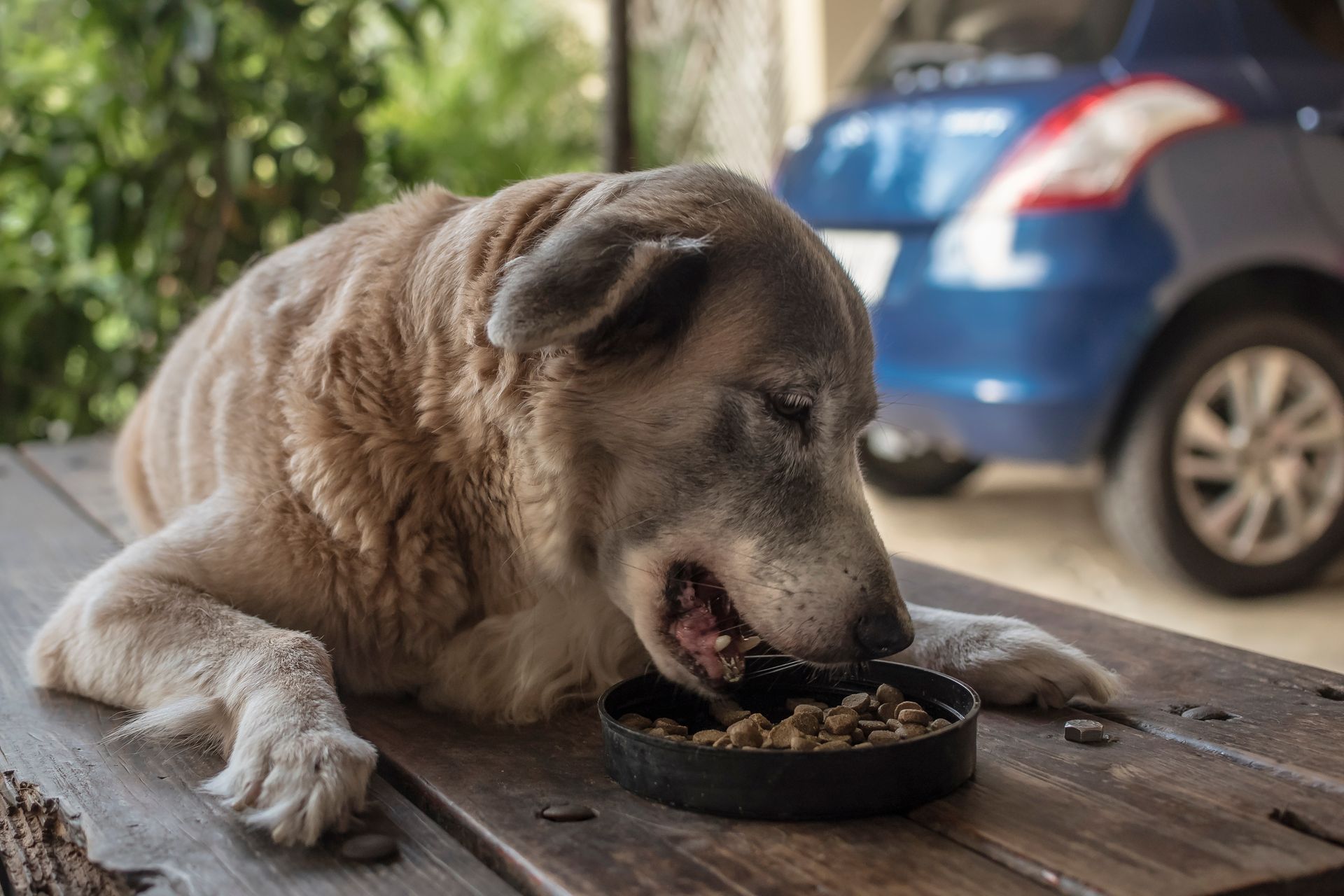 Dog eating from a black bowl on a wooden table, blue car in background.