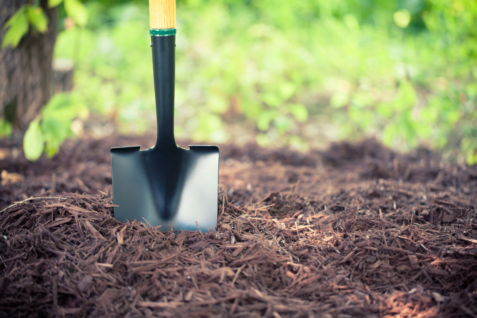 A shovel is sitting on top of a pile of mulch.