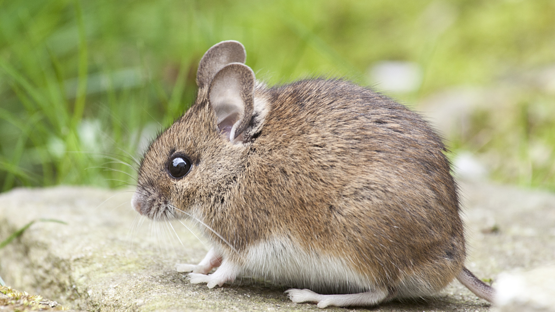 A small mouse is sitting on a rock in the grass.