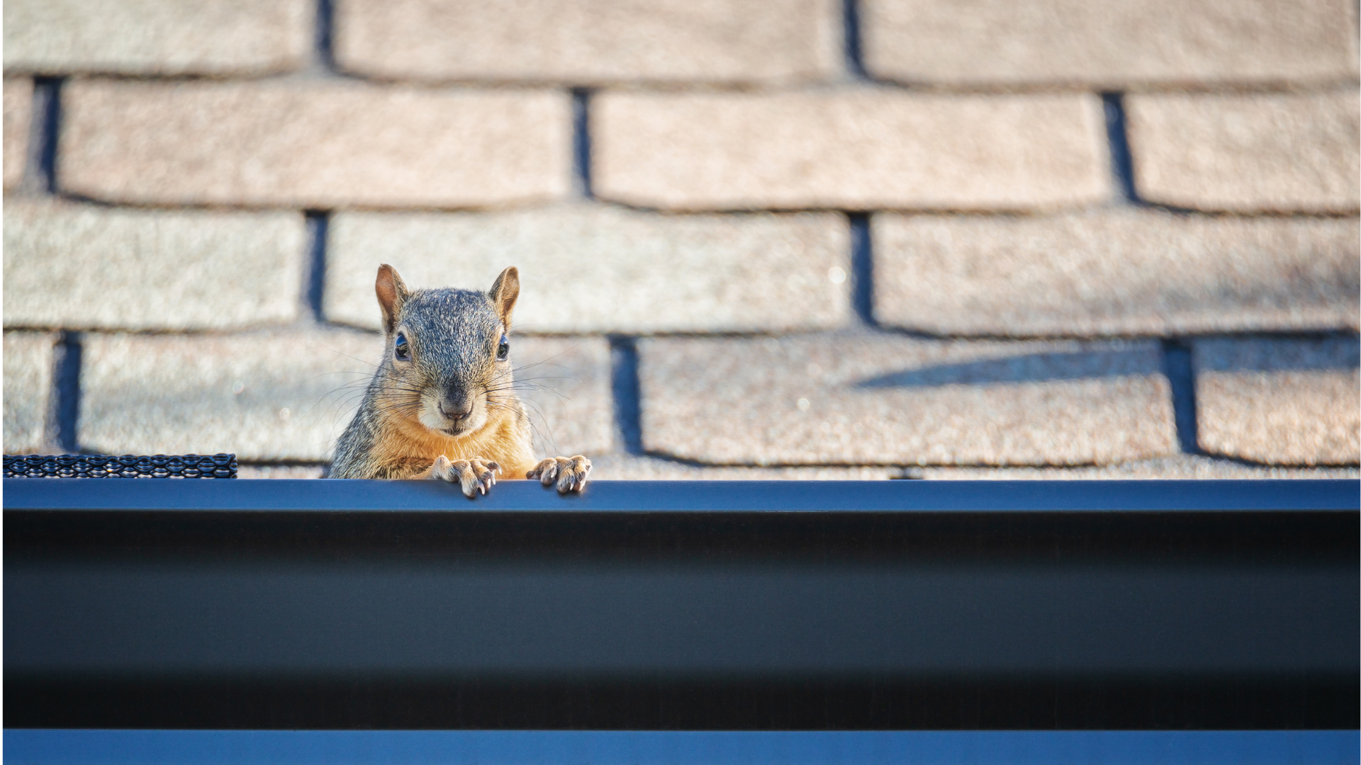Squirrel peeking over a black gutter on a roof with brown shingles.