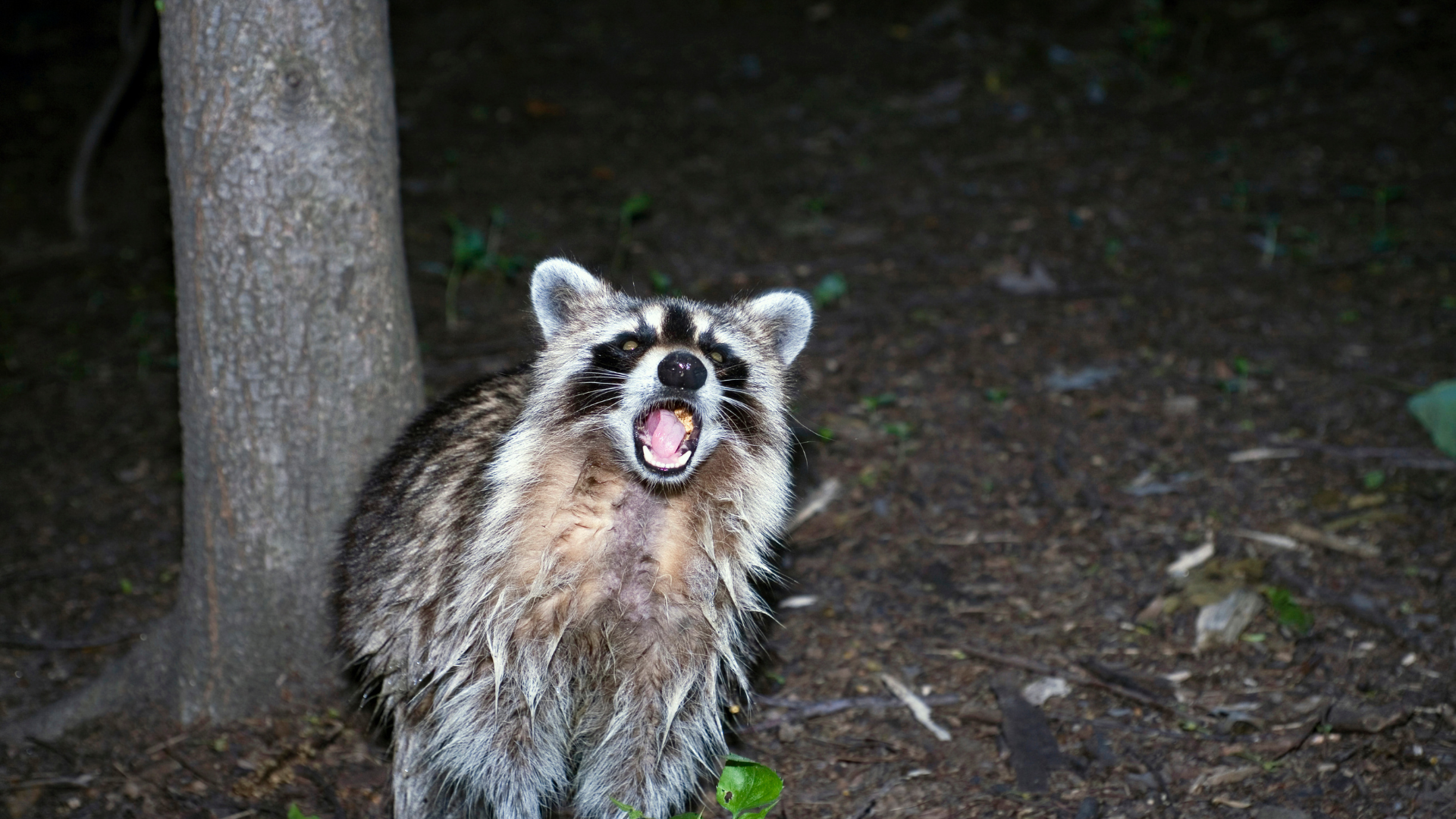 Raccoon with mouth open, standing near a tree in a dark forest.