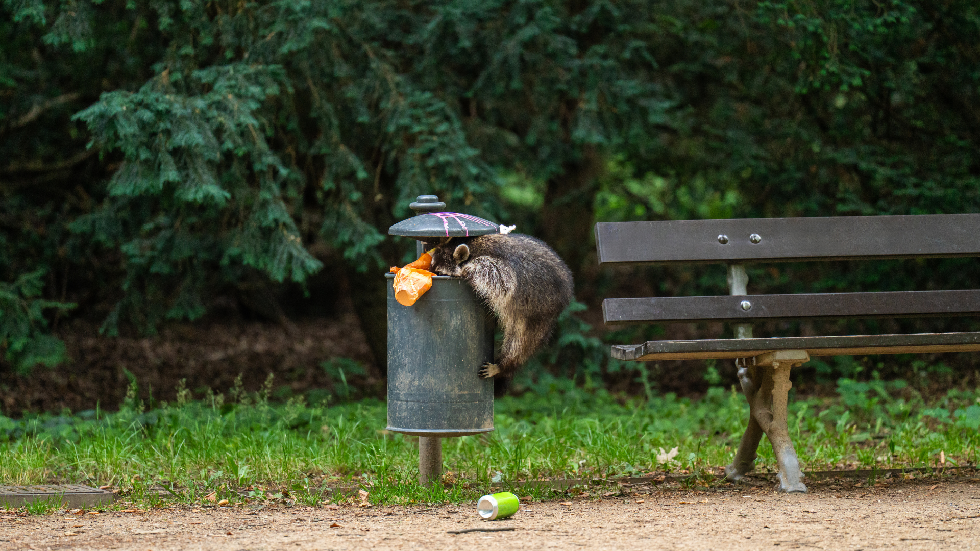 Raccoon raiding a trash can in a park next to a bench.