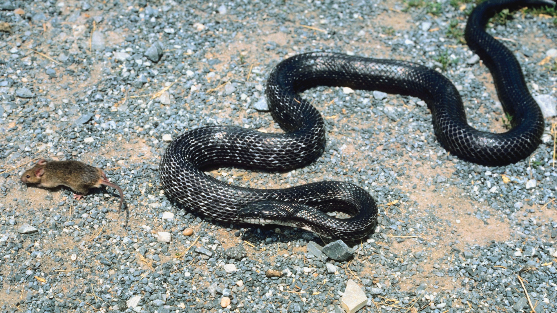 A black snake with white speckles coiled on a gravel path near a small brown rodent.