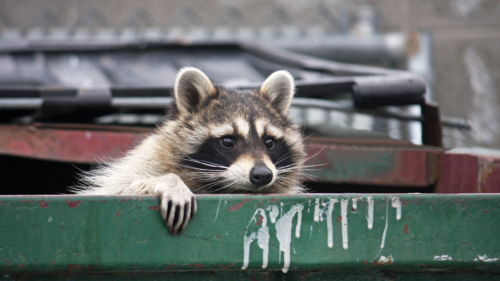Raccoon peeking over a green dumpster rim, with a blurred vehicle in the background